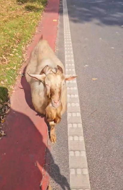 羊咩咩鍥而不捨追了男子幾個路口,男子哭笑不得只有連番求饒:「大哥,我回家了,你去吃草呀」。(微博)