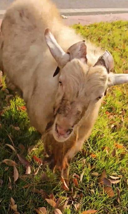 羊咩咩鍥而不捨追了男子幾個路口,男子哭笑不得只有連番求饒:「大哥,我回家了,你去吃草呀」。(微博)