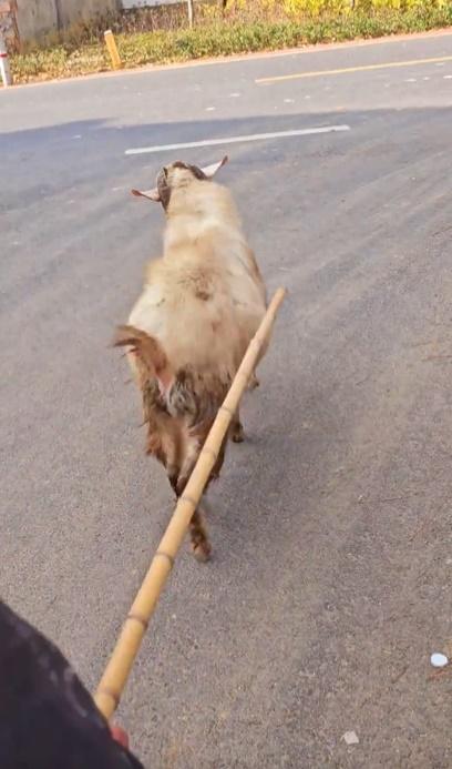 直至遇見一名手持拐杖的老翁,便請老翁幫忙驅起羊咩咩。(微博)