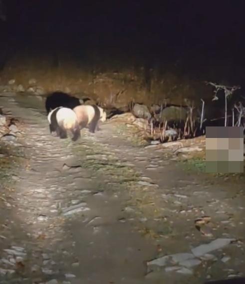 牠們正肩並肩走在路中心。(微博)