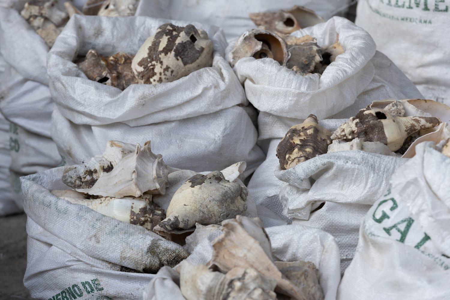 毒販將冰毒倒模成貝殼形狀,再混入真貝殼,企圖魚目混珠。(蘇文傑攝)