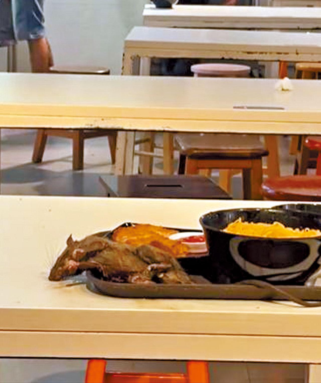 新加坡 美食廣場 老鼠