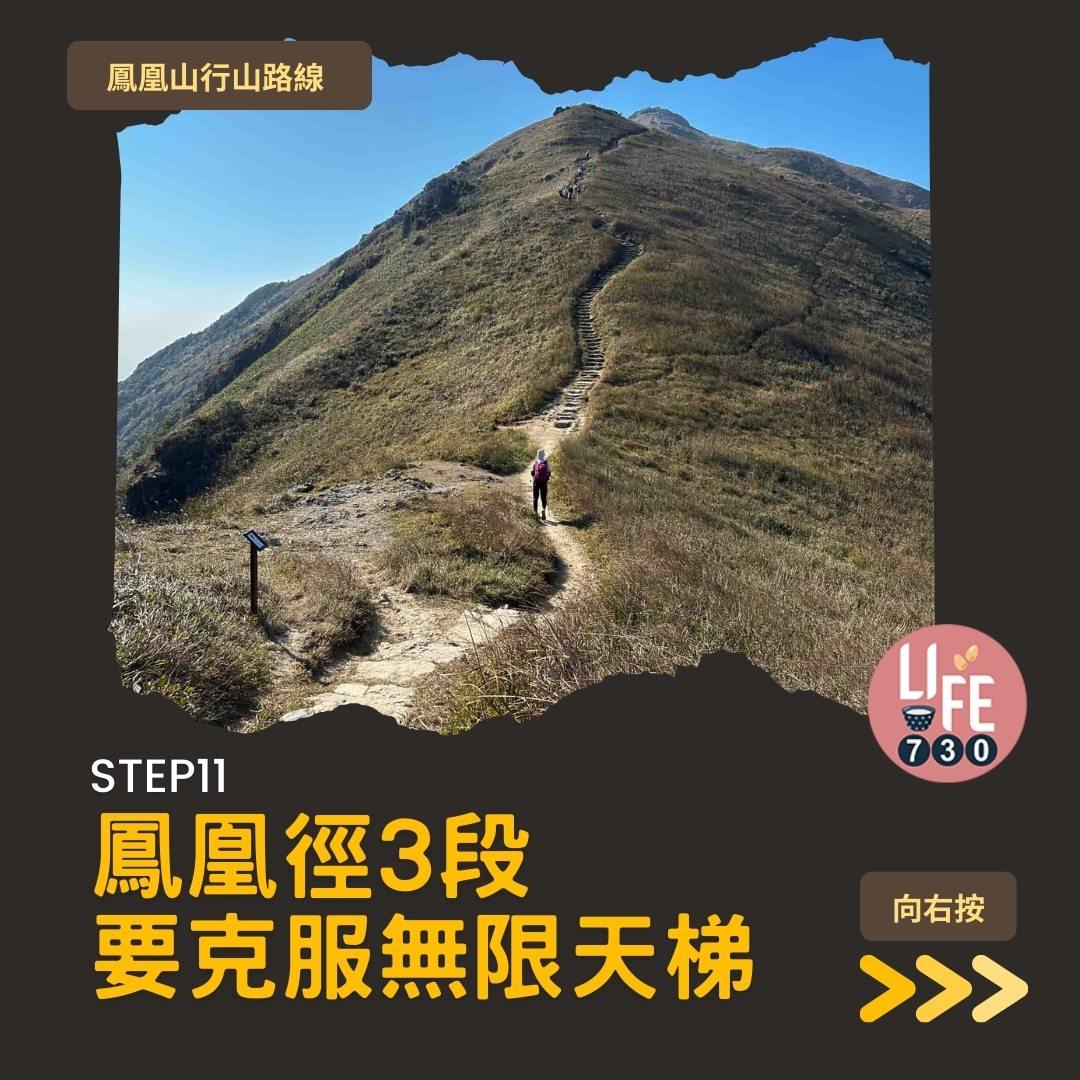 鳳凰徑三段登鳳凰山賞芒草行山路線(am730製圖)