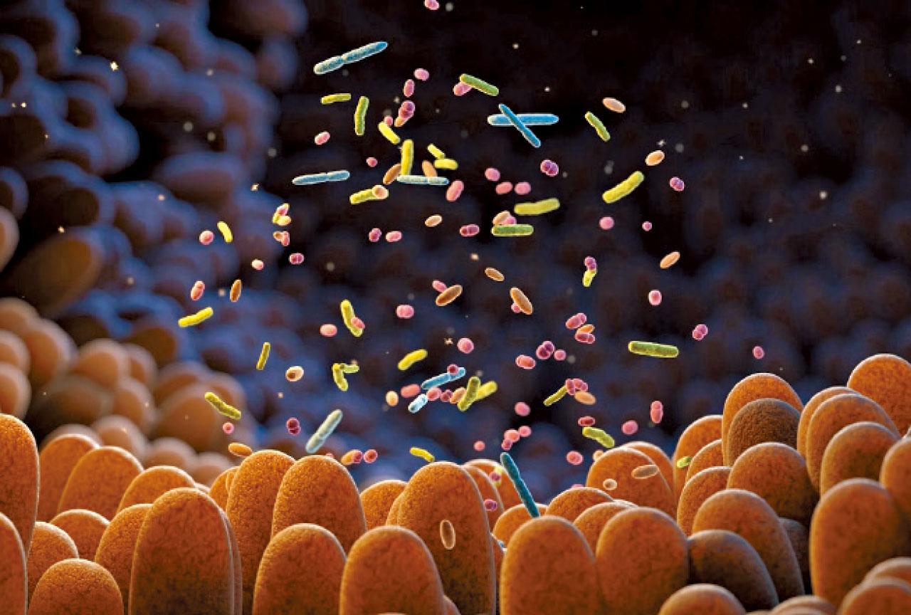 腸道 狄氏副擬桿菌