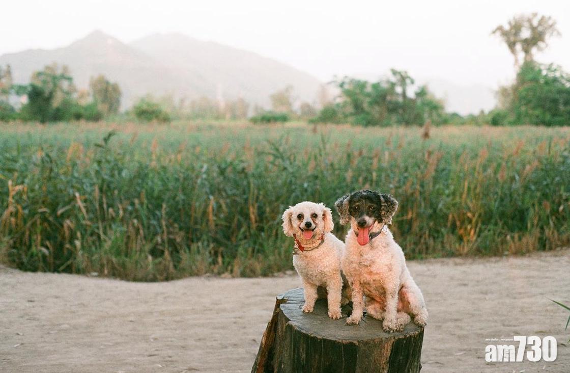 畢業相地點|南生圍本來就是一個拍照的熱門地。(Instagram@hopowingg)