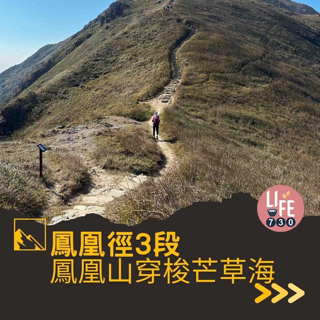 鳳凰徑三段登鳳凰山賞芒草行山路線(am730製圖)