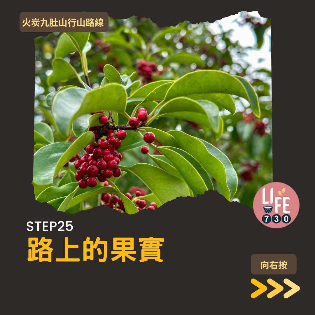 火炭九肚山行山路線賞芒草(am730製圖)