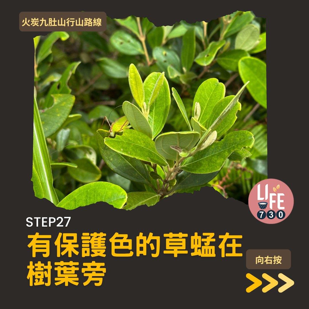 火炭九肚山行山路線賞芒草(am730製圖)