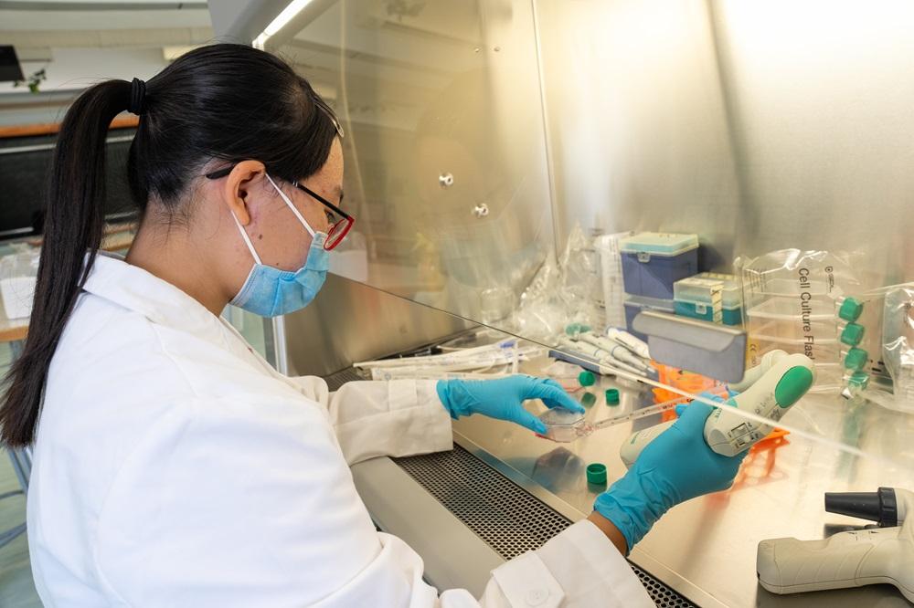 同學正在研究幹細胞科學。