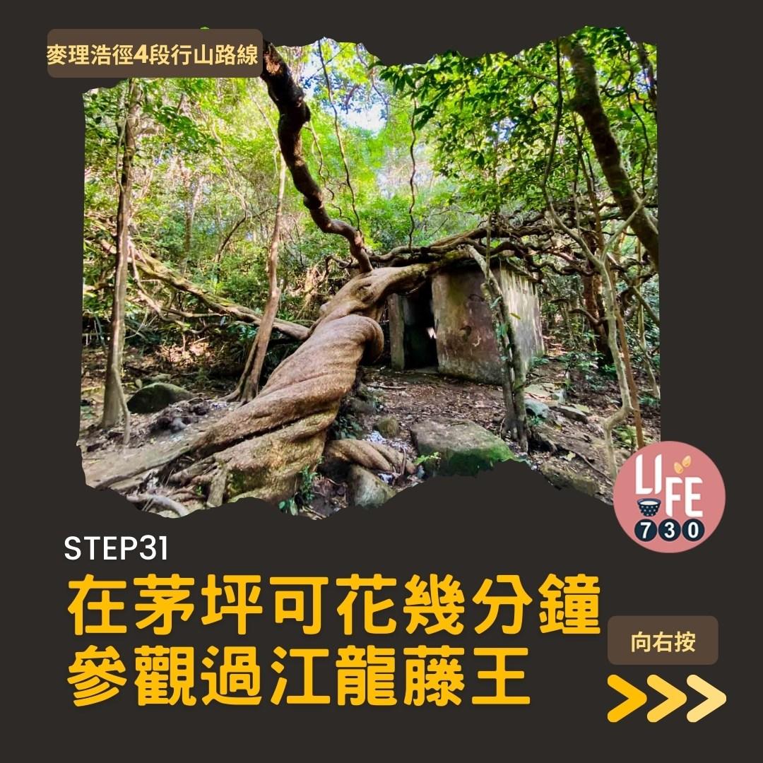 麥理浩徑4段行山路線 水浪窩起步經彎曲山昂平抵基維爾營(am730製圖)