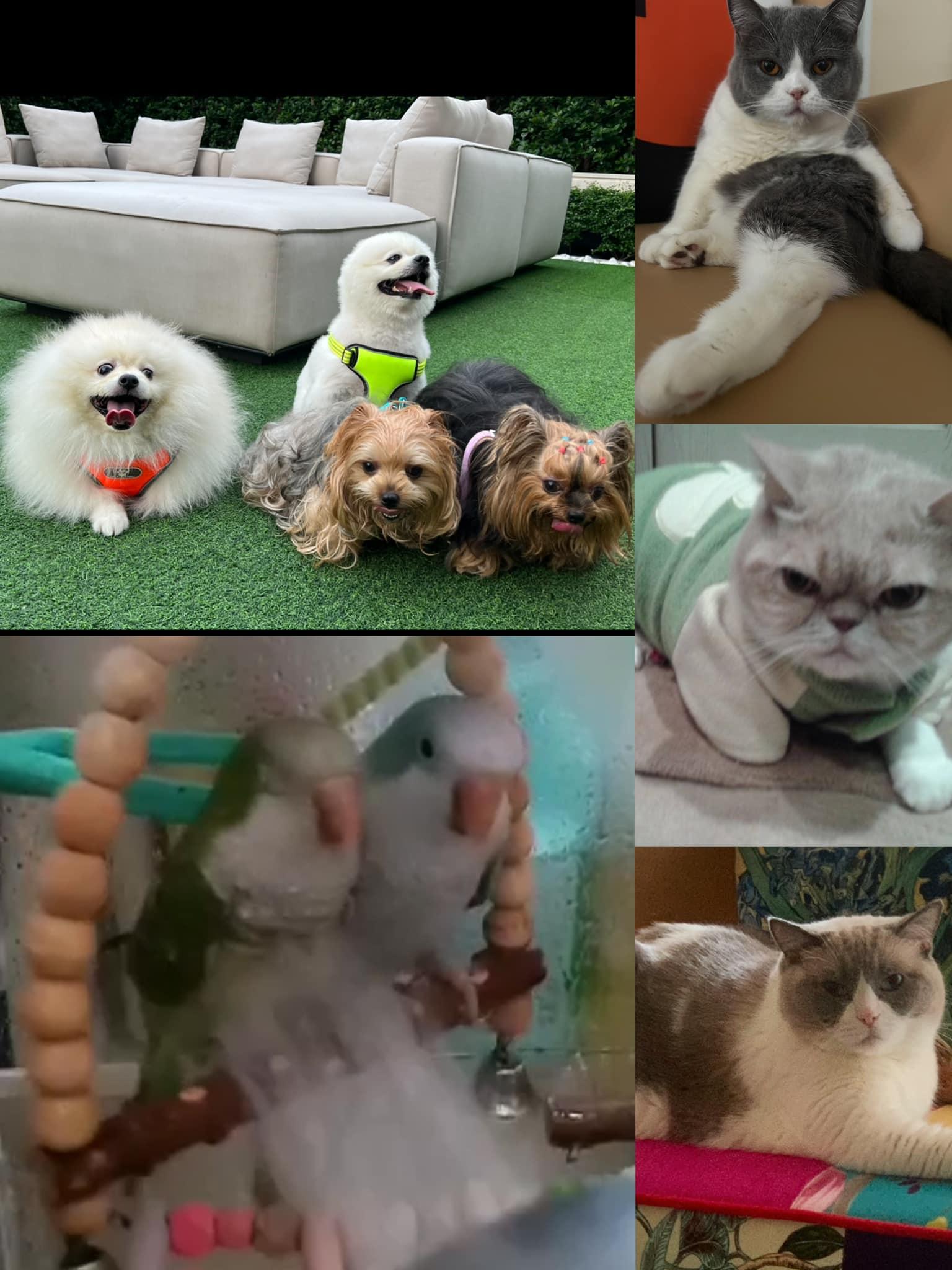 陳淑蘭家中有4狗3貓2雀(陳淑蘭fb)