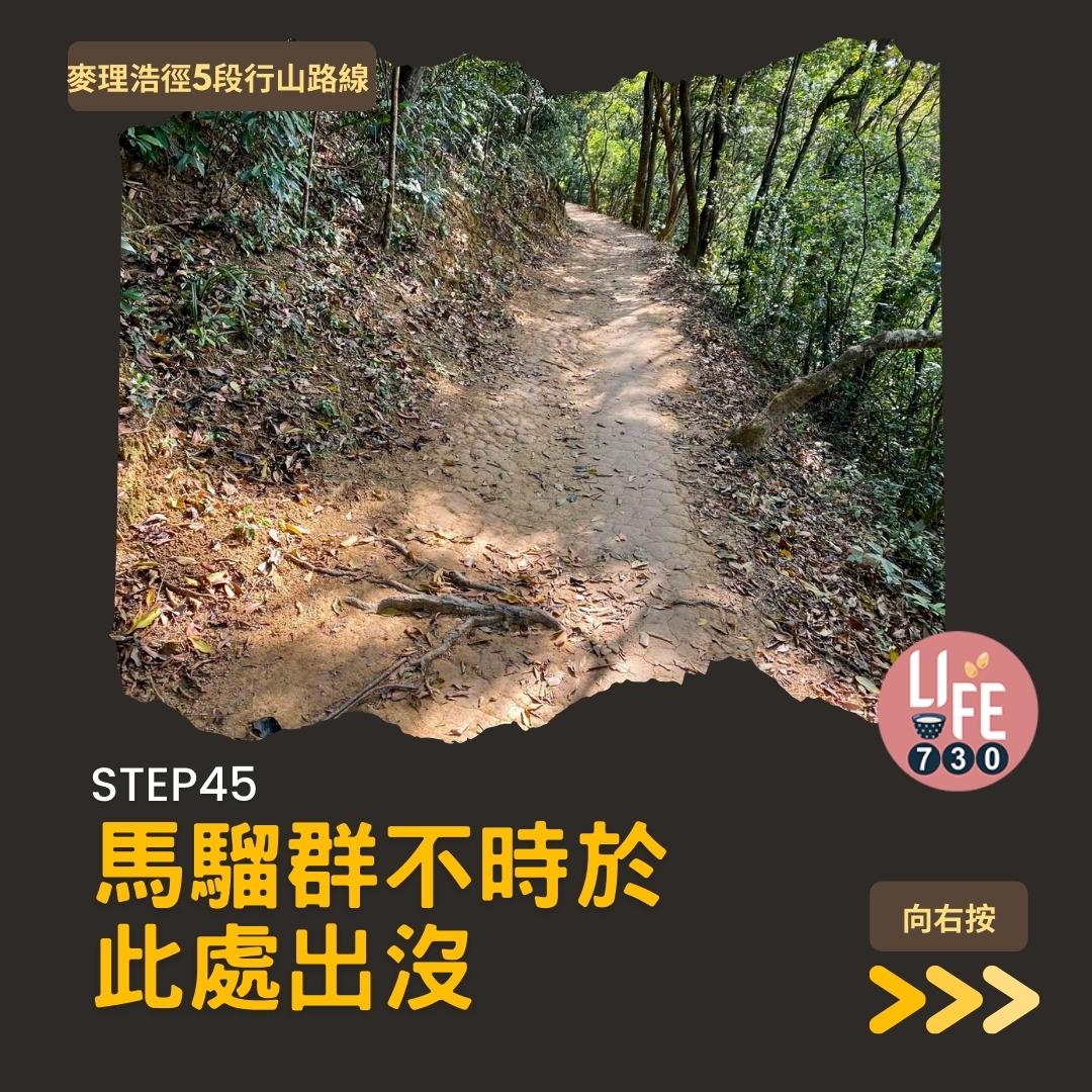 麥理浩徑5段行山路線(am730製圖)