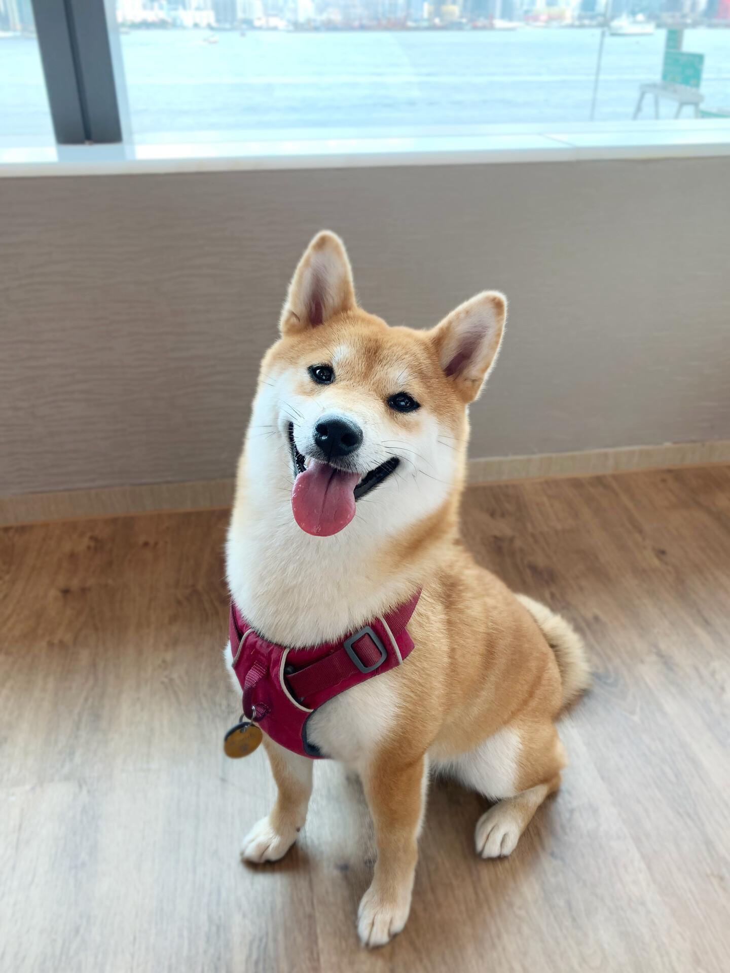 $11酒店房|香港維港凱悅尚萃酒店慶雙11 推出$11海景客房/自助餐買二送二