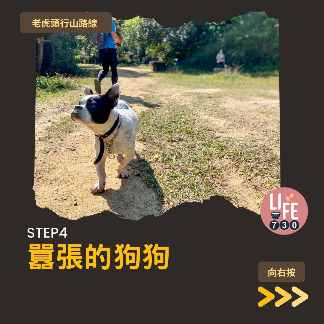 芒草2023|老虎頭行山路線(am730製圖)