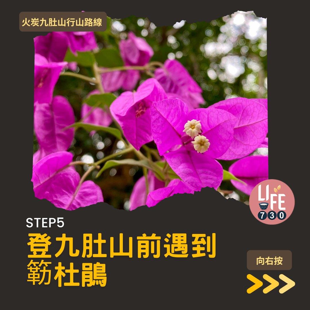 火炭九肚山行山路線賞芒草(am730製圖)