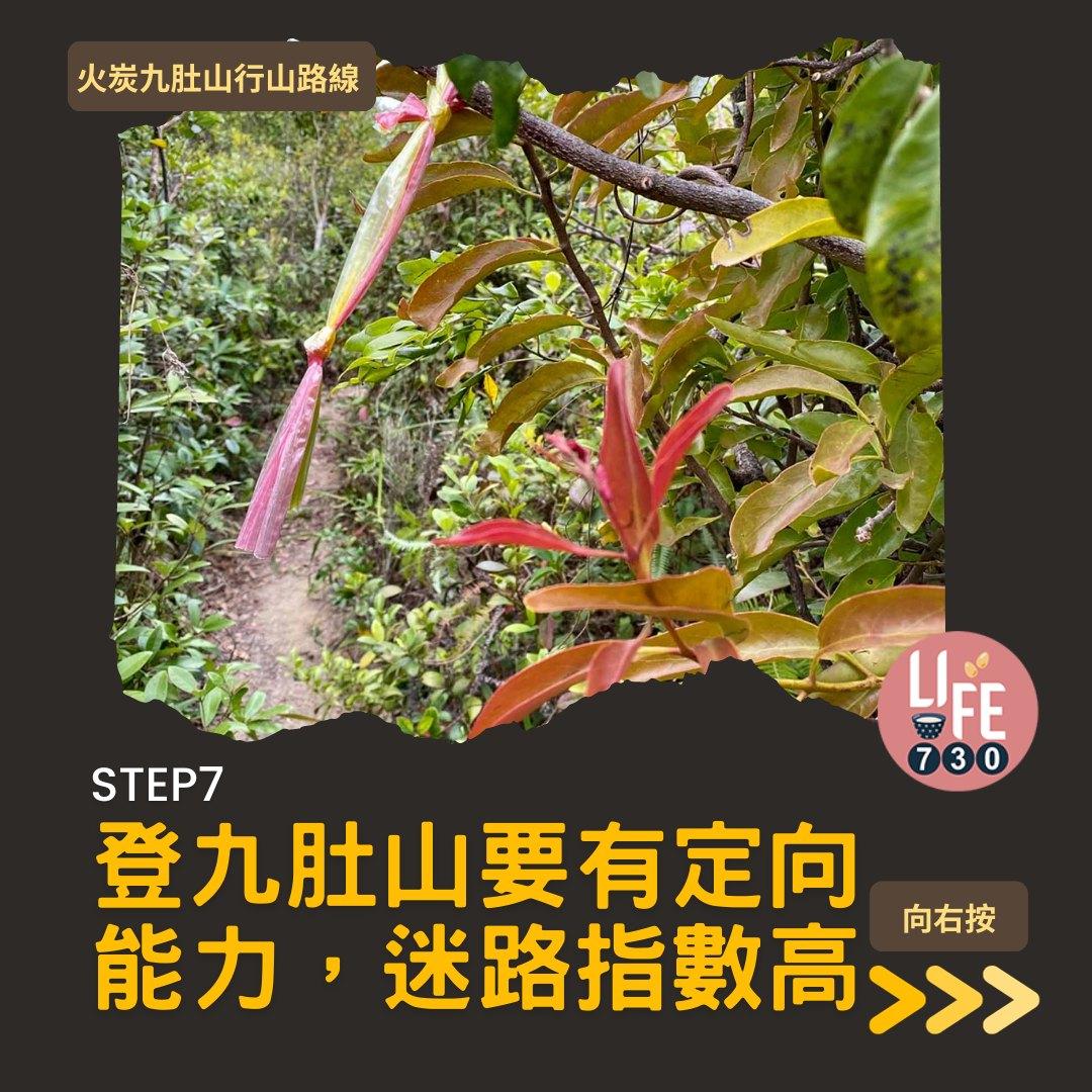 火炭九肚山行山路線賞芒草(am730製圖)
