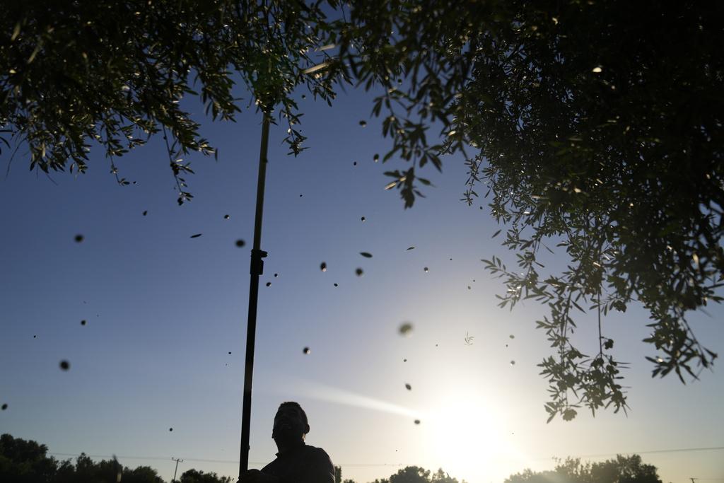 雅典東部市郊一處橄欖園的工人用電動梳子採摘橄欖。(美聯社)