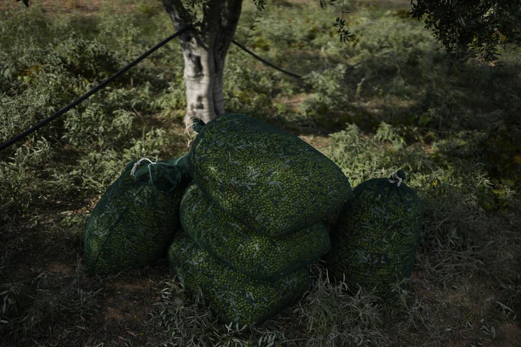 雅典東部市郊一處橄欖園工人採摘的橄欖。(美聯社)