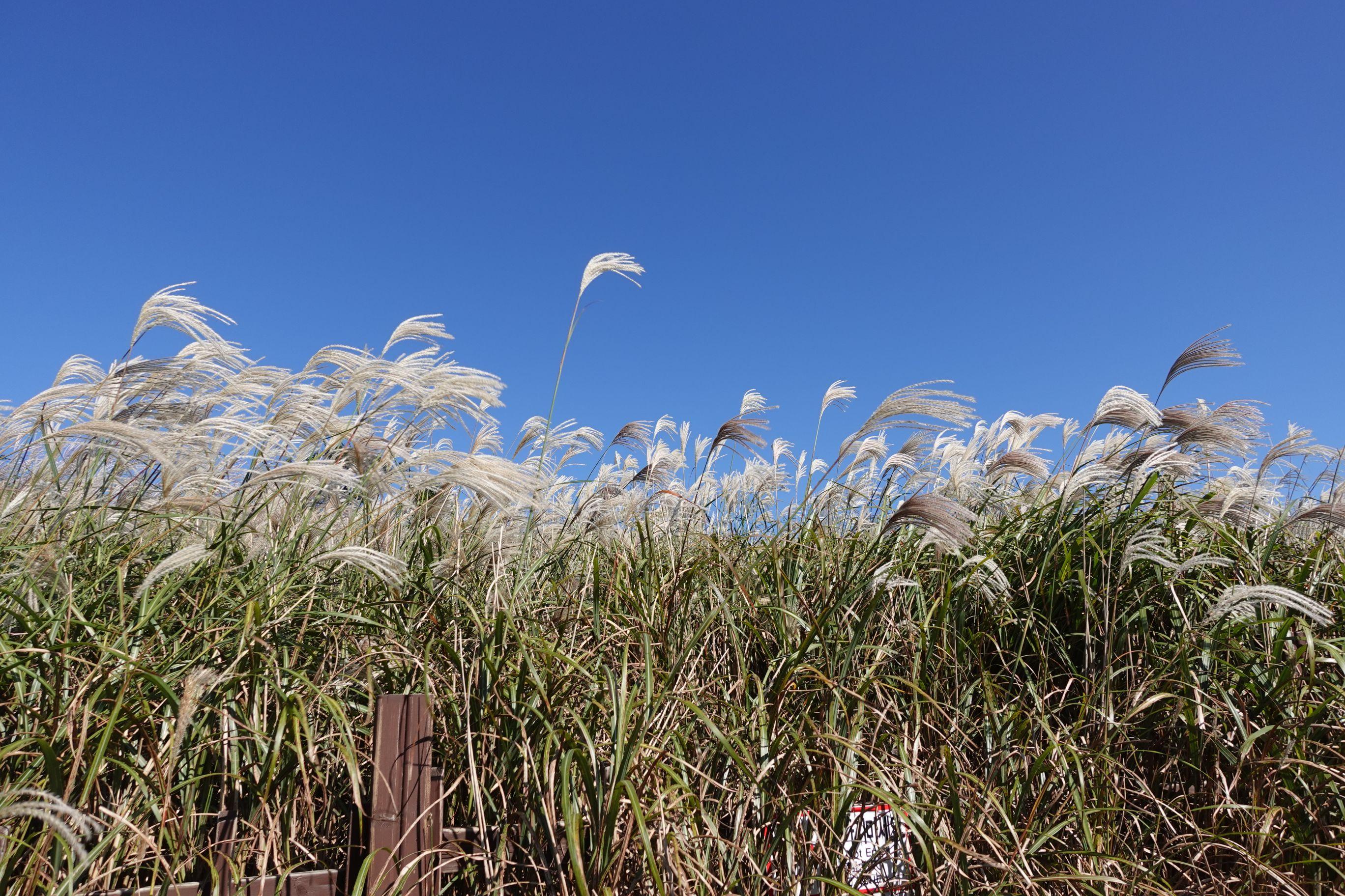 山君不離每年都吸引不少人前來與芒草打卡。