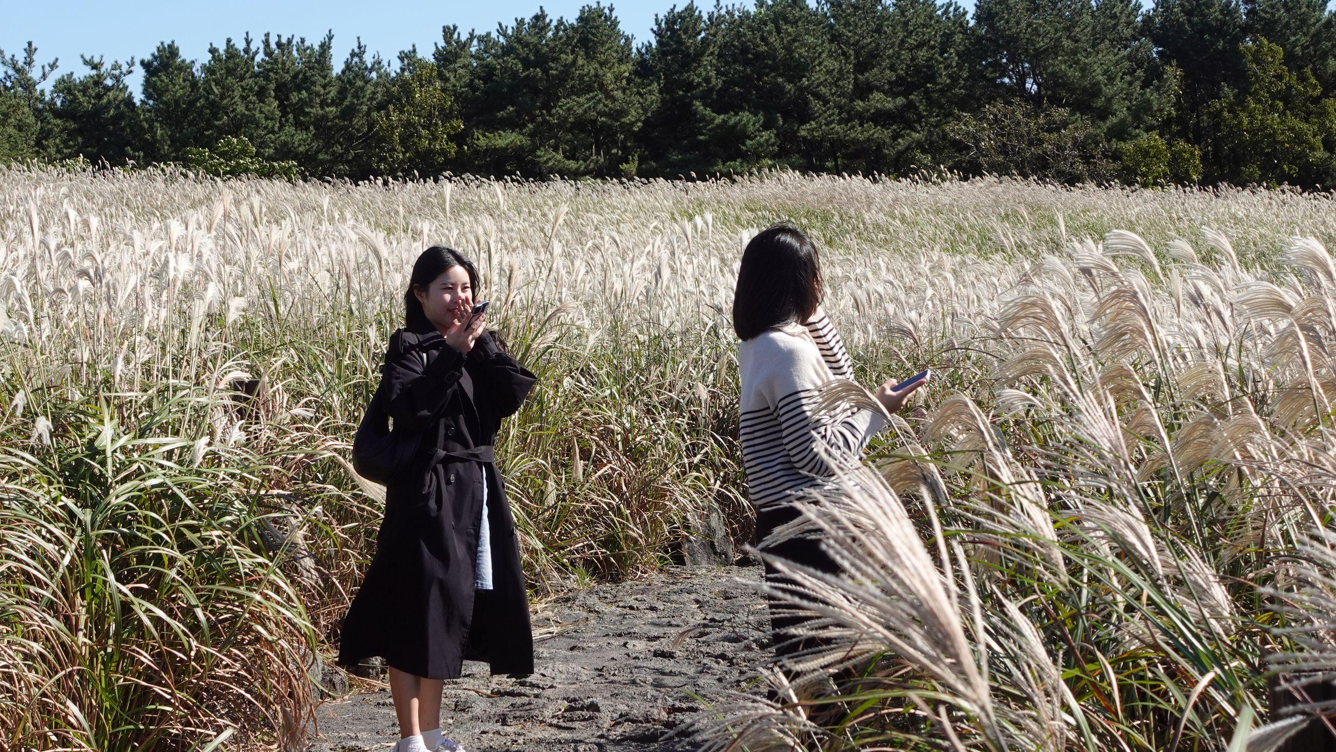 最佳打卡位必定是這條芒草小路。