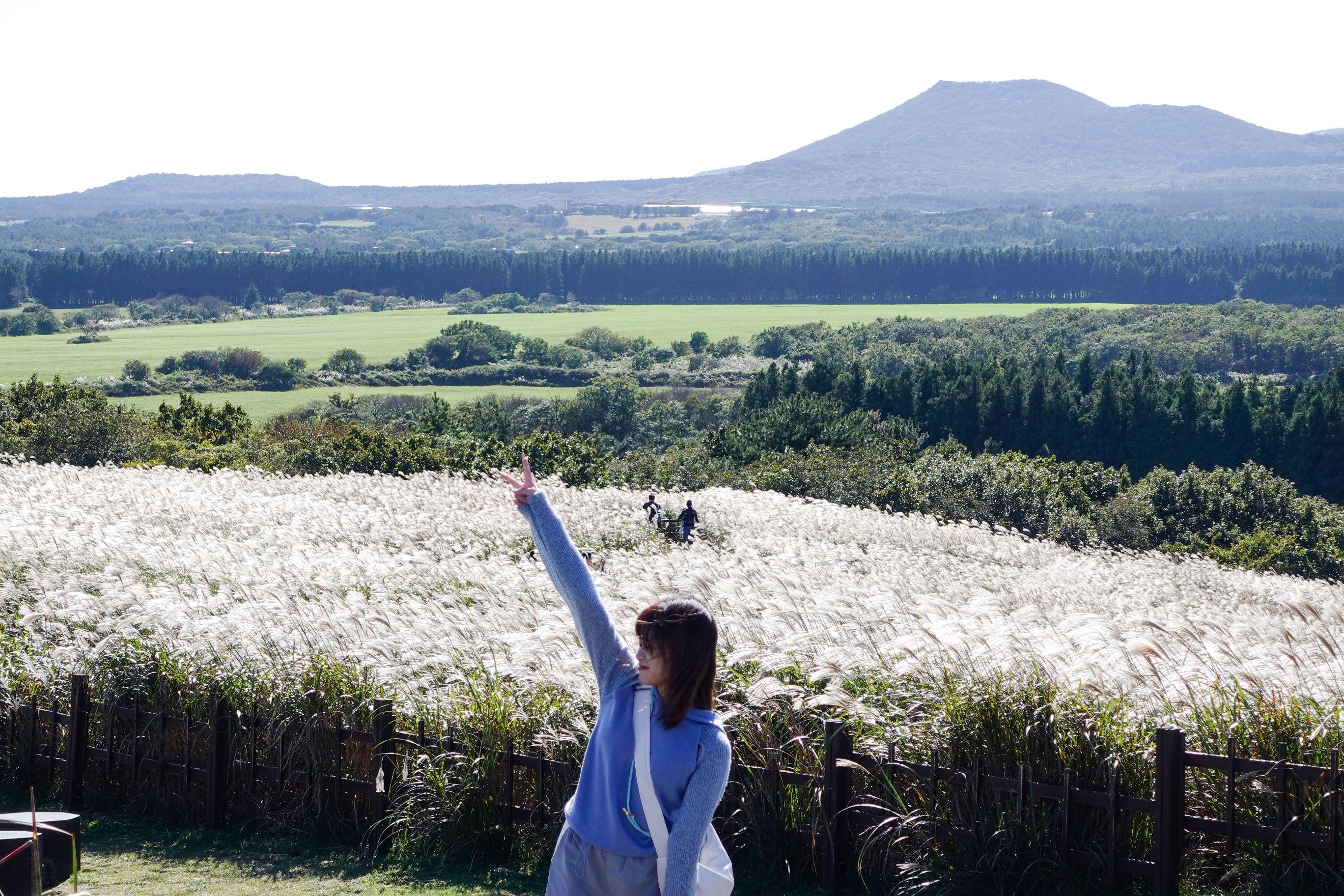 大家亦可以走到觀景台俯瞰一整片白芒草。