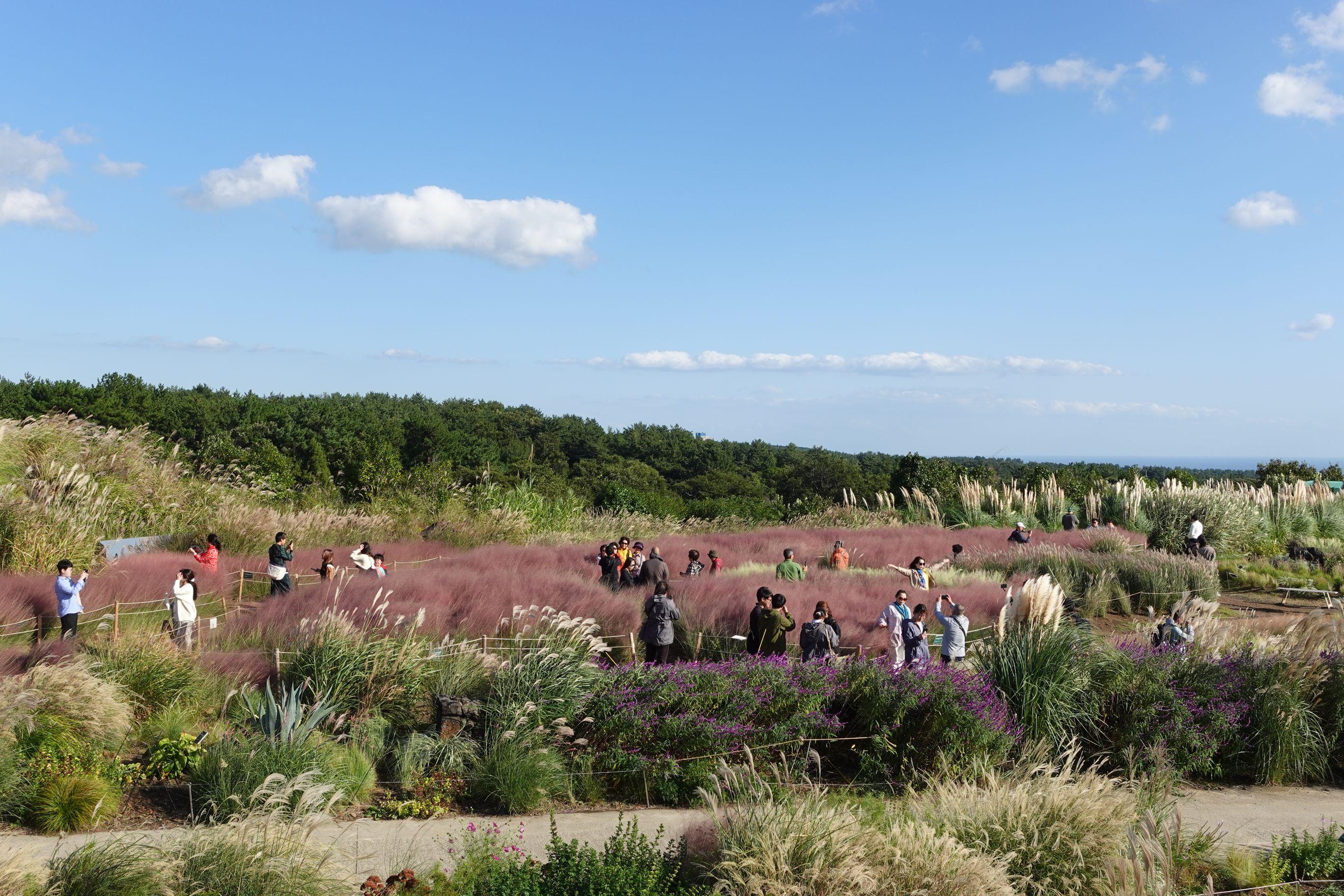 一踏入10月就會變成粉紅色花海。