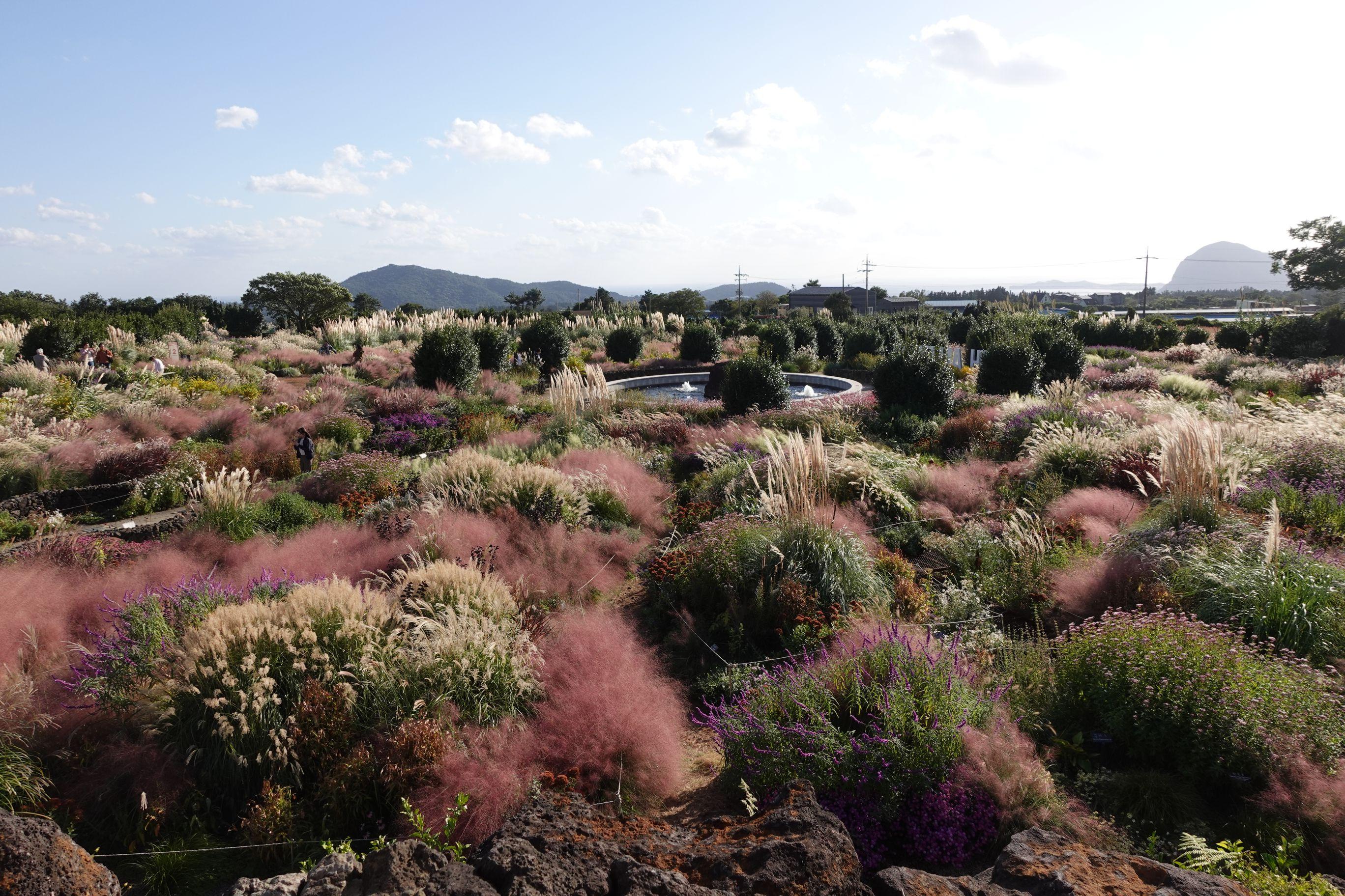 非常建議大家走上小山丘,以另一個角度欣賞粉黛亂子草。