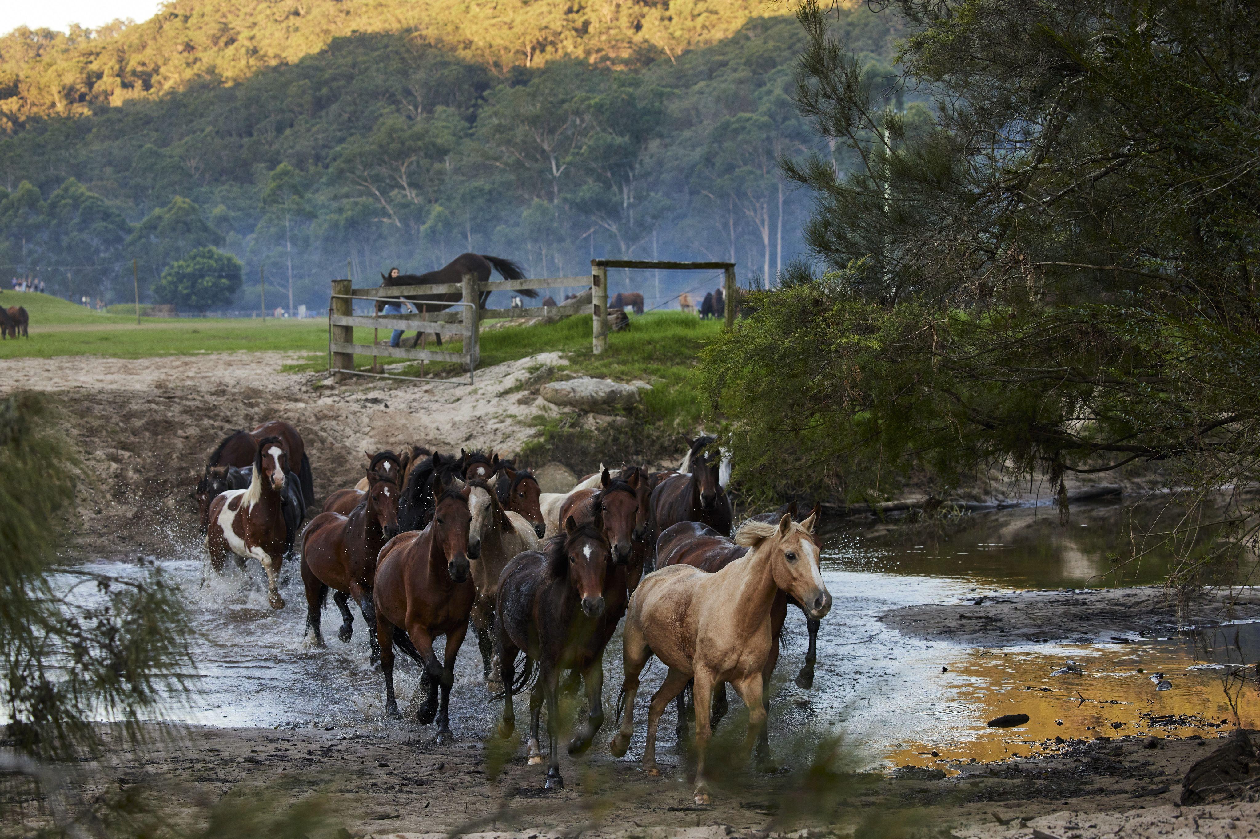 Glenworth horse riding
