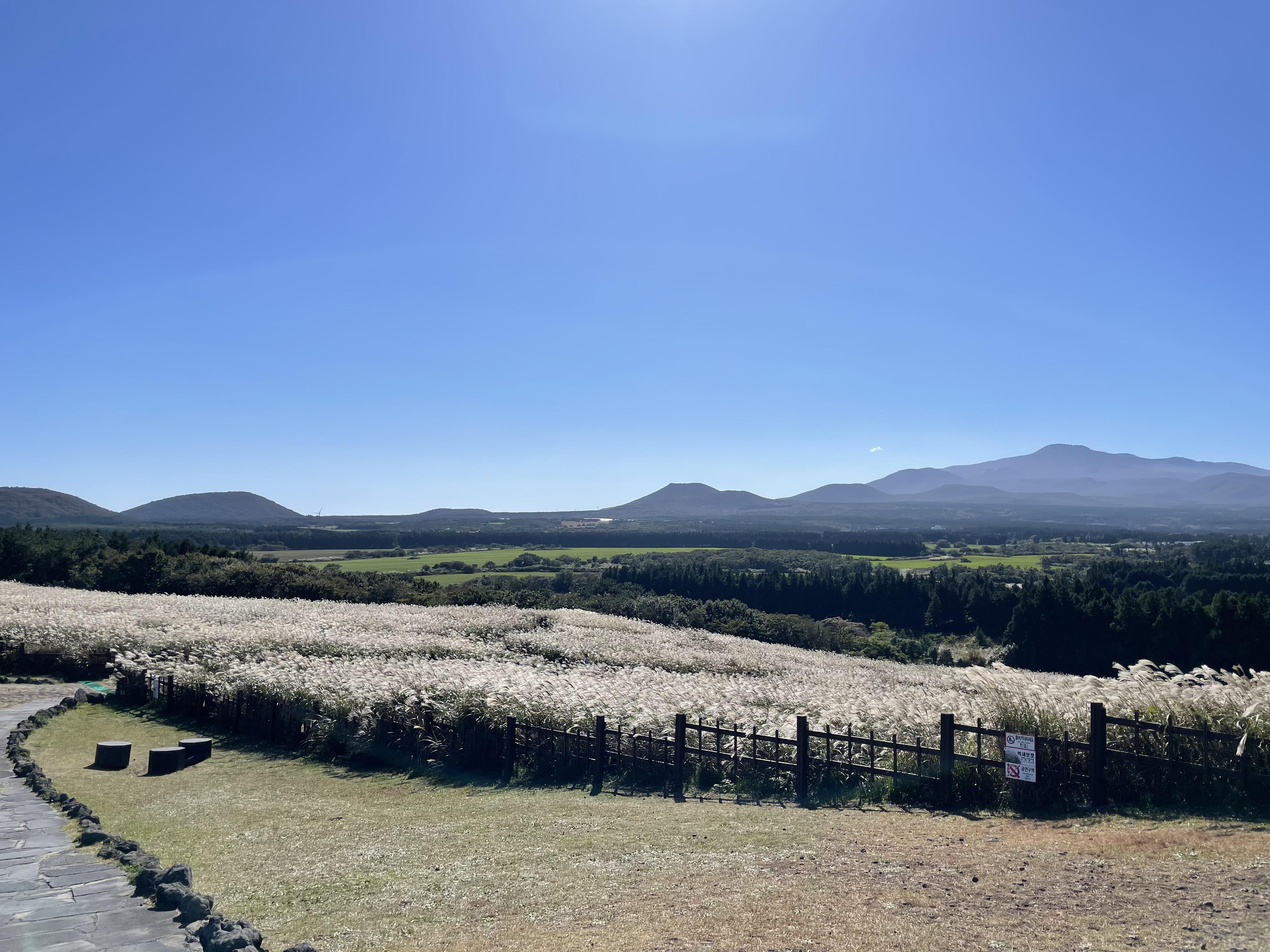 山君不離每年都吸引不少人前來與芒草打卡。