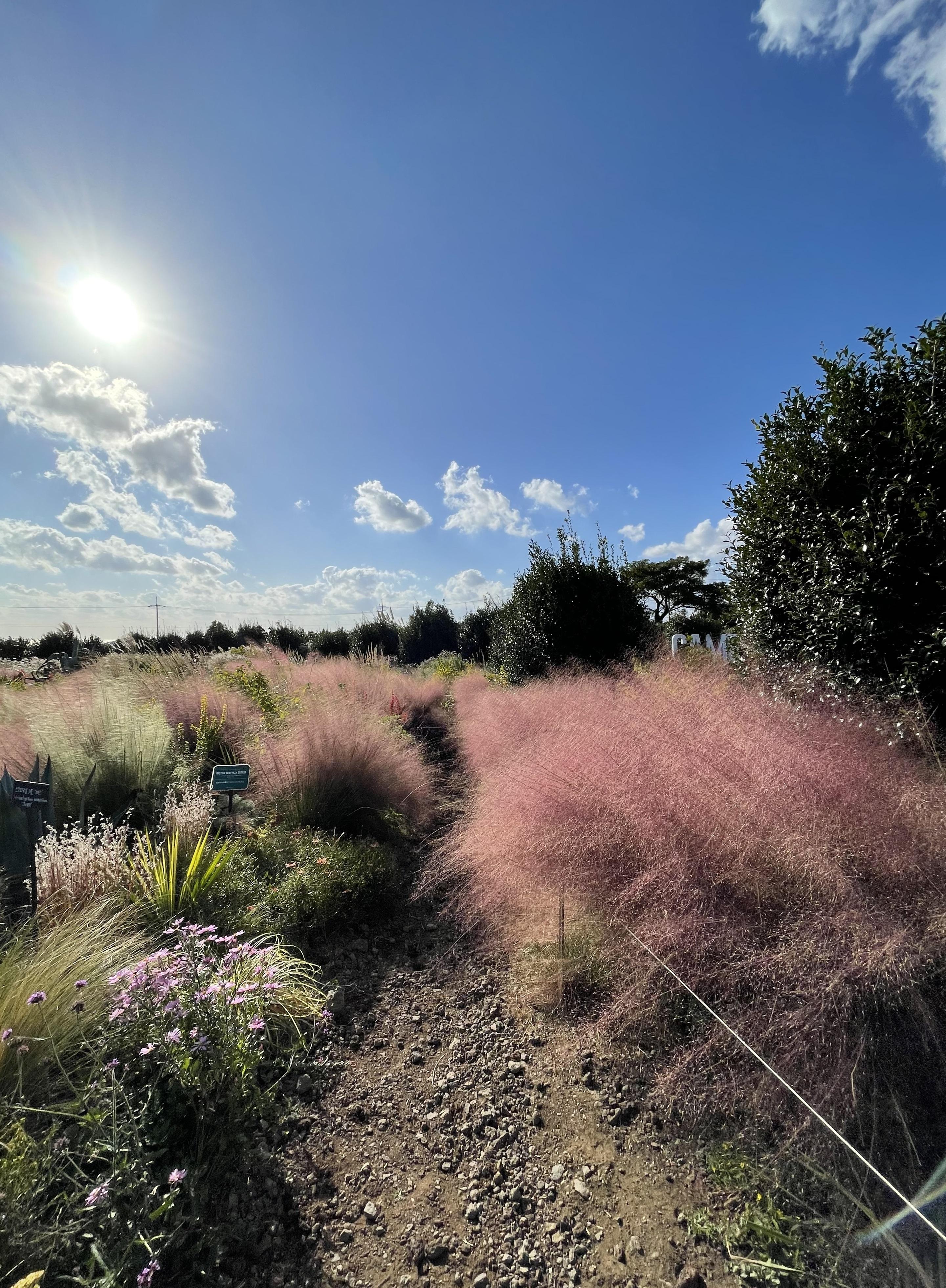 一踏入10月就會變成粉紅色花海。