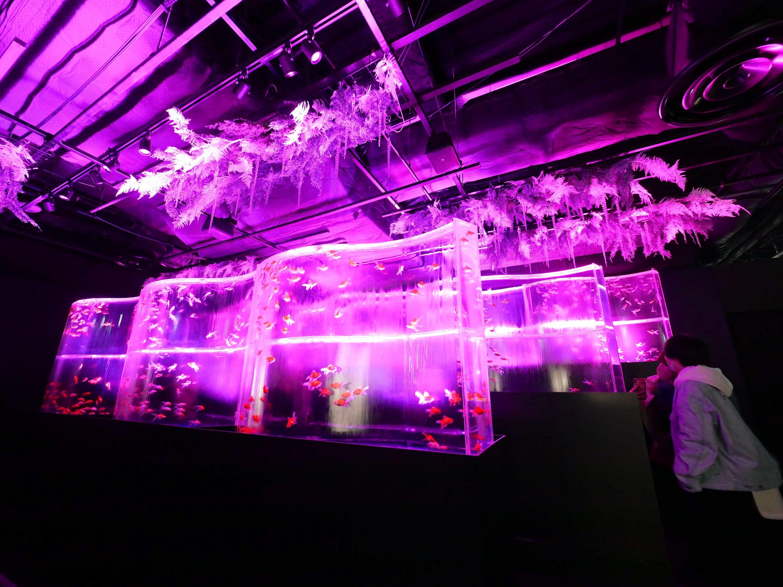 「金魚の滝」,金魚瀑布由一層一層波浪型的魚缸壁組成。