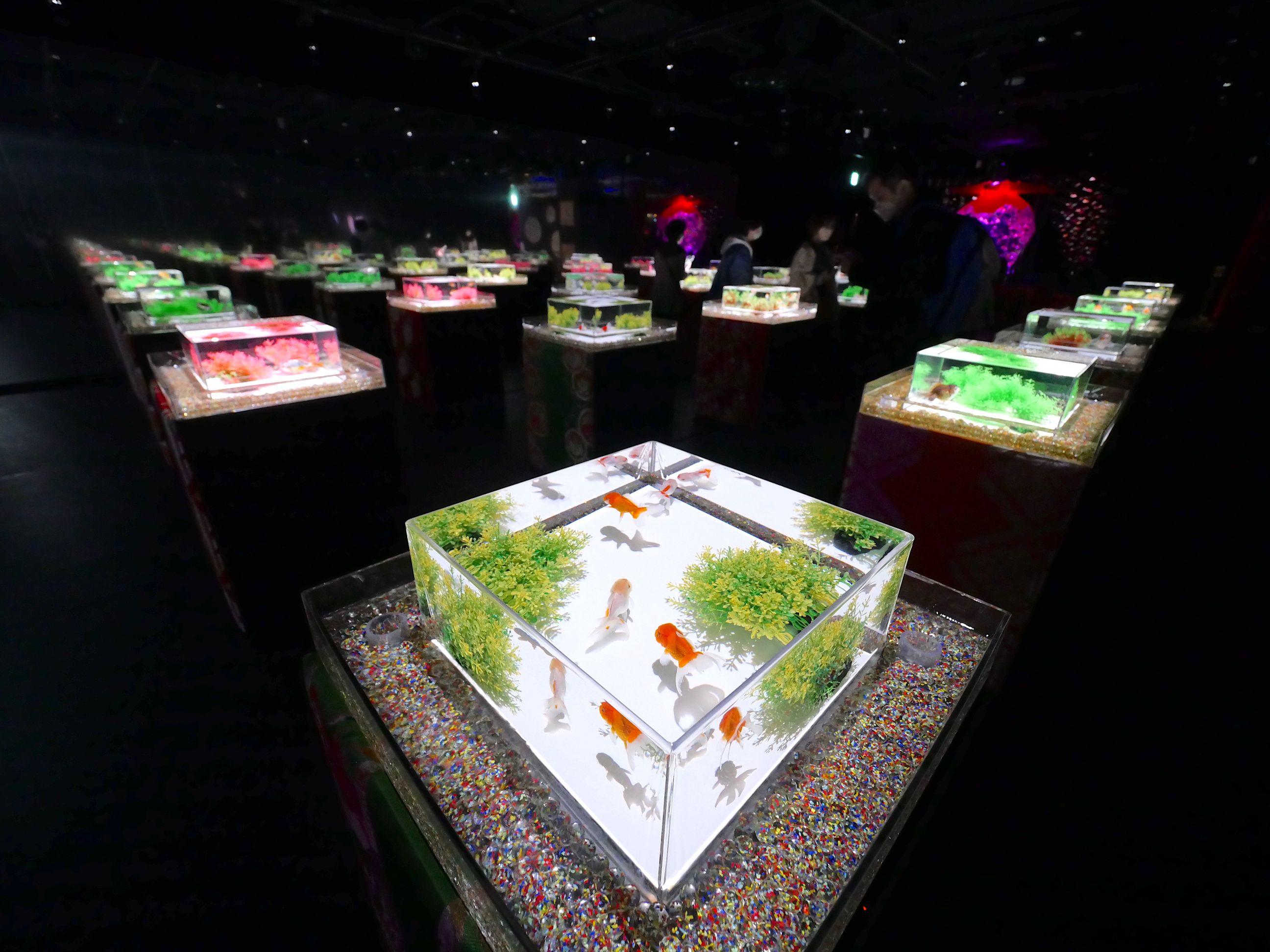 「新金魚品評」,方形的魚缸加上燈光效果,恍如粒粒耀眼的寶石。