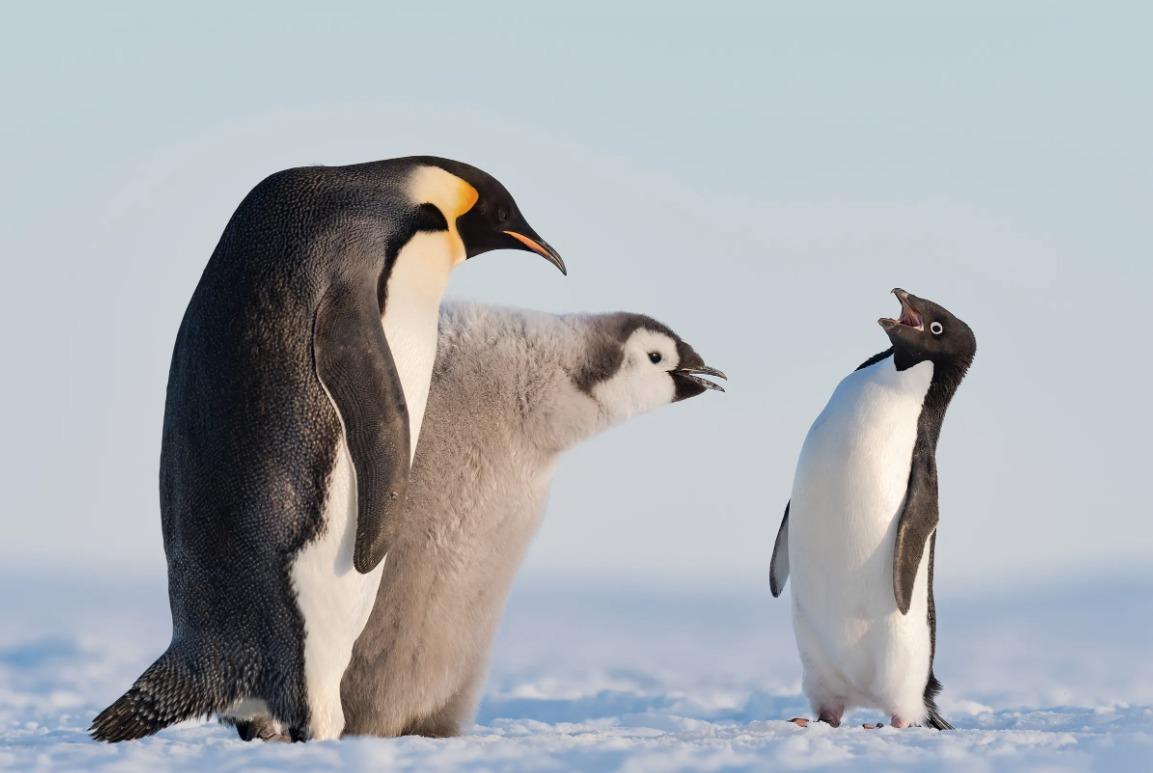 國際野生動物攝影大賽25強作品