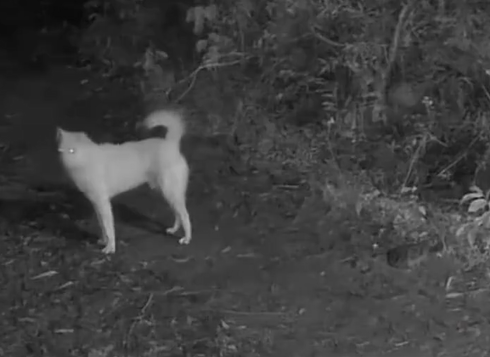 廣東殺人犯匿深山19年終落網 帶惡犬找野菜 生活如野人