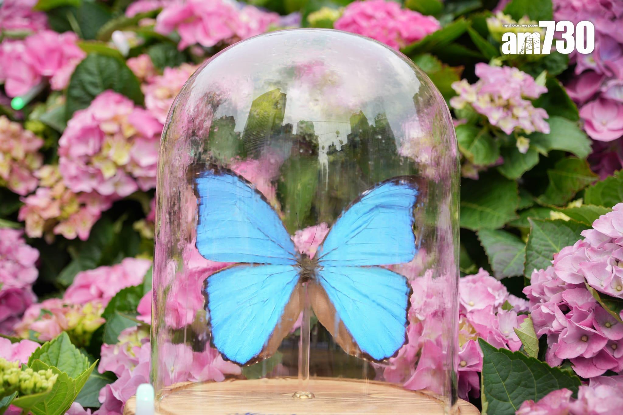 花展2023圖輯(資料圖片)