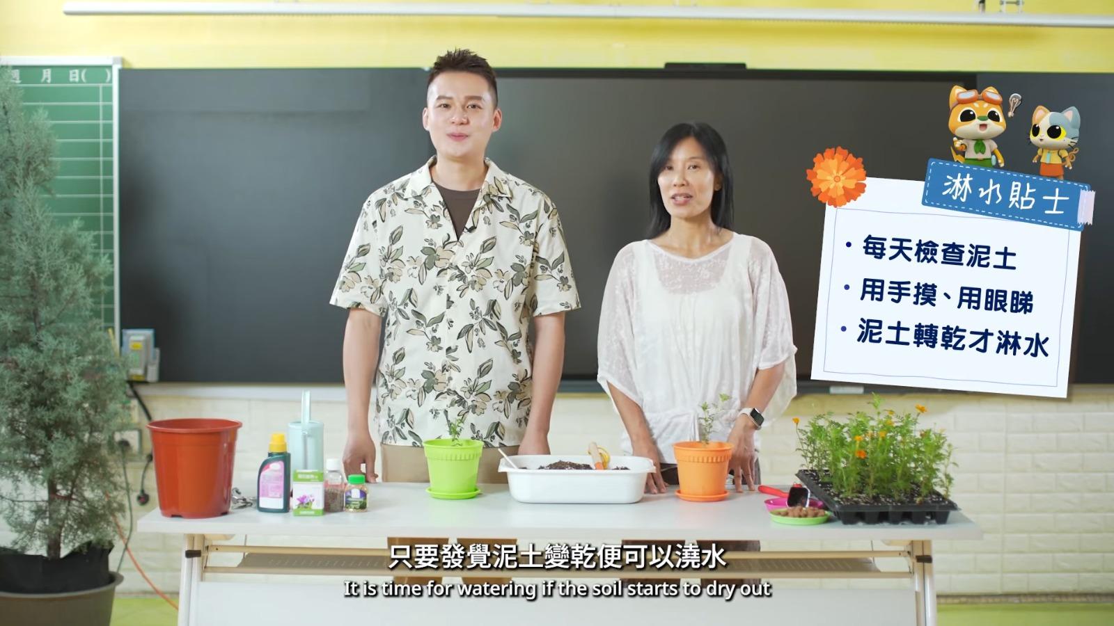 萬壽菊種植貼士,淋水也要有技巧