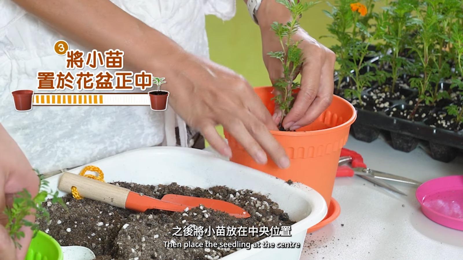 萬壽菊種植貼士,將小苗置於花盆正中