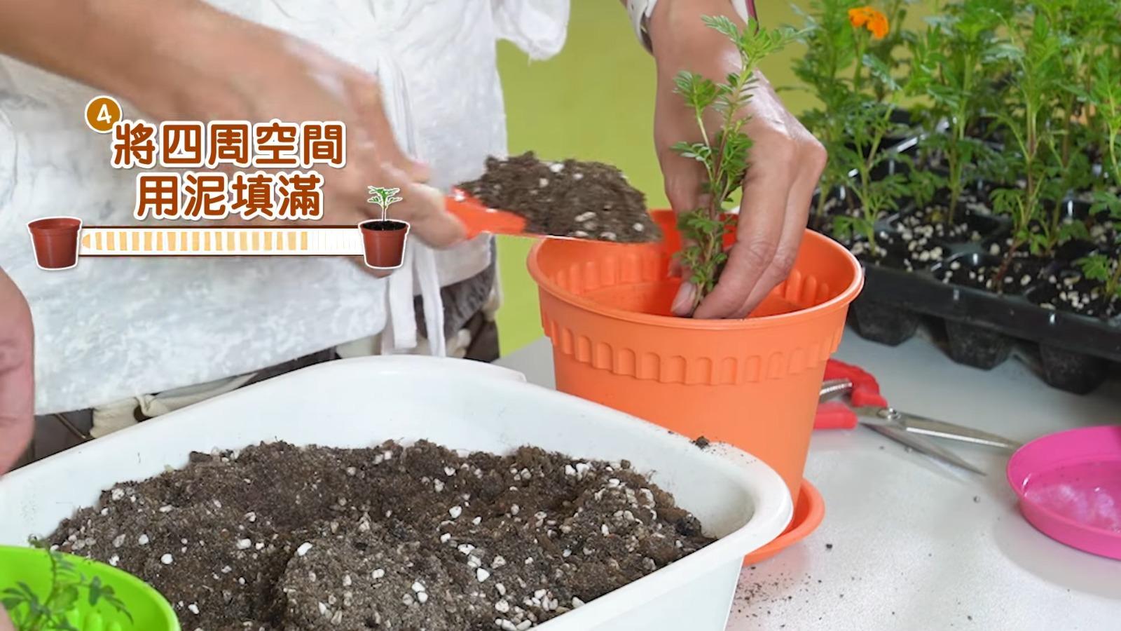 萬壽菊種植貼士,將四周空間用泥填滿