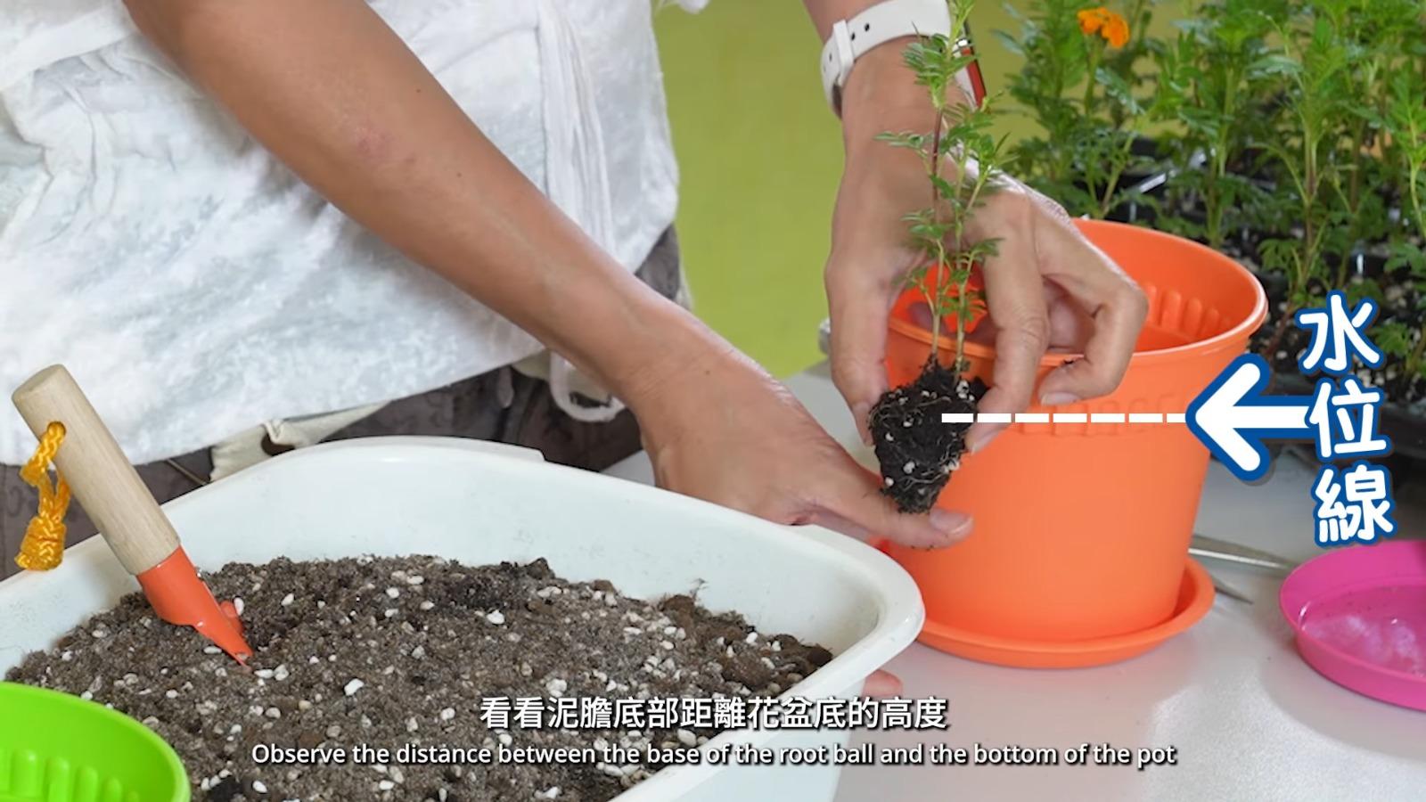 萬壽菊種植貼士,勿淋太多水