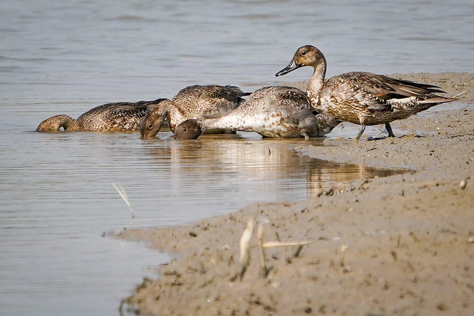 世界自然基金會賽馬會米埔斯科特訪客中心開幕。