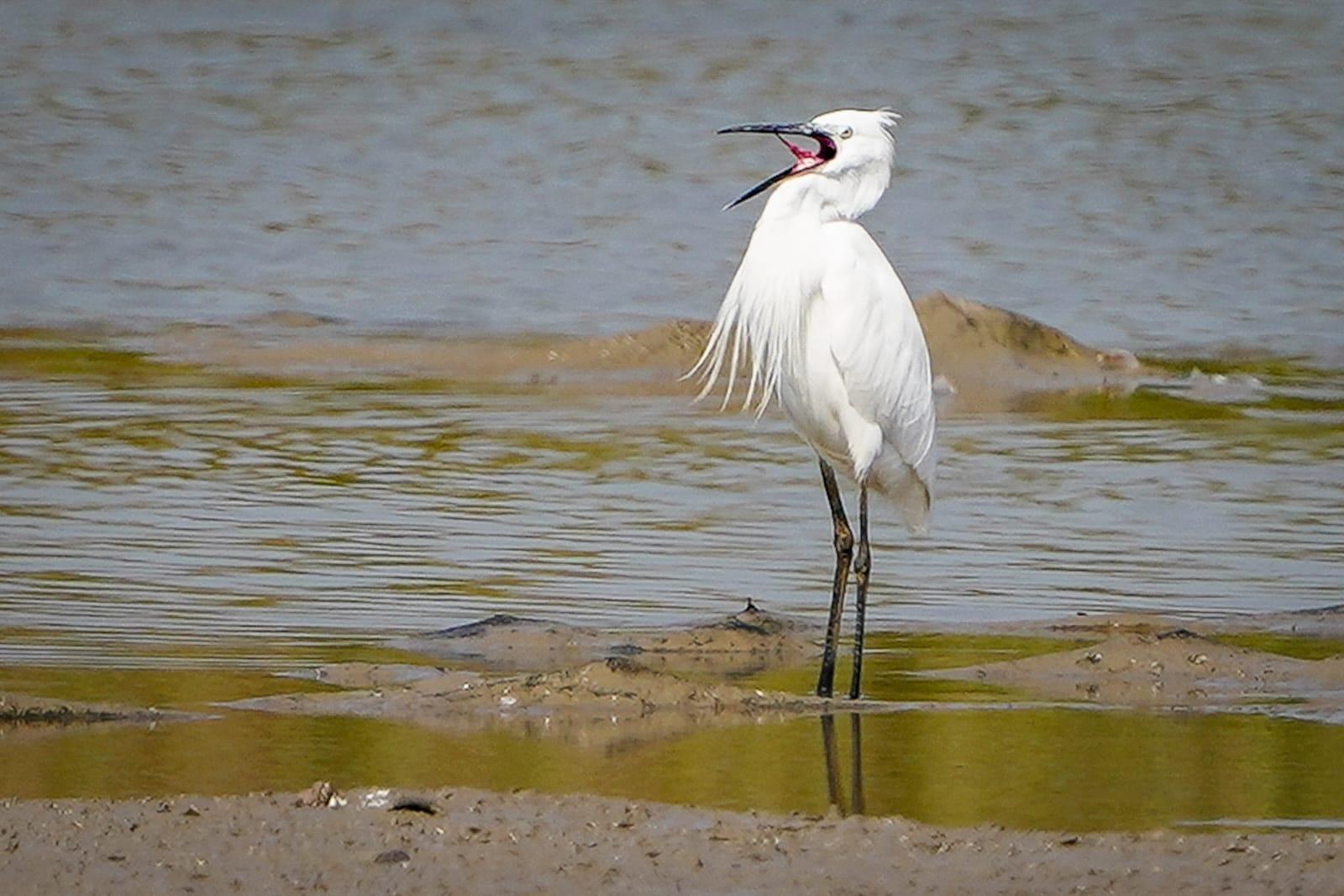 世界自然基金會賽馬會米埔斯科特訪客中心開幕。