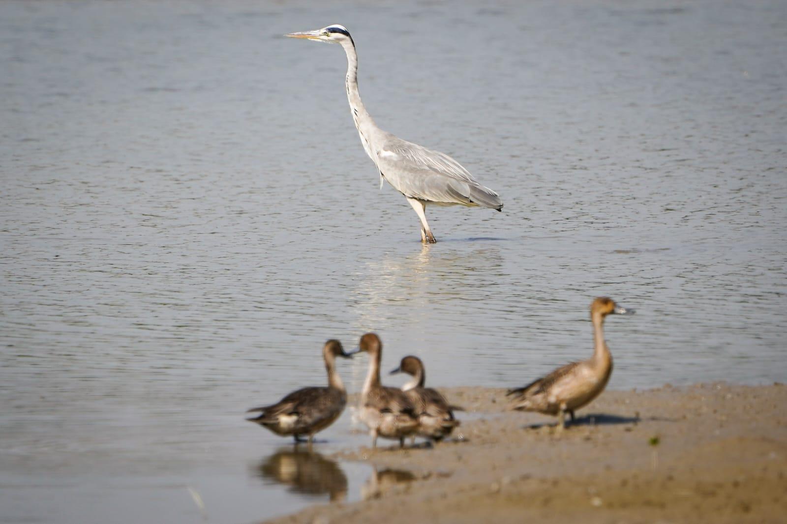 世界自然基金會賽馬會米埔斯科特訪客中心開幕。