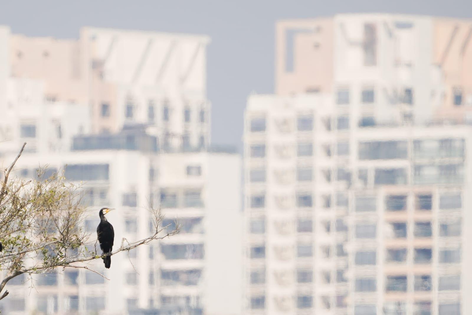 世界自然基金會賽馬會米埔斯科特訪客中心開幕。