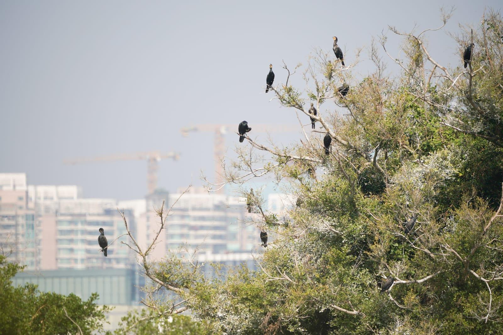 世界自然基金會賽馬會米埔斯科特訪客中心開幕。