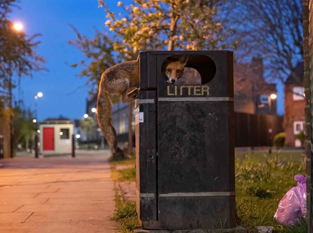 國際野生動物攝影大賽25強作品