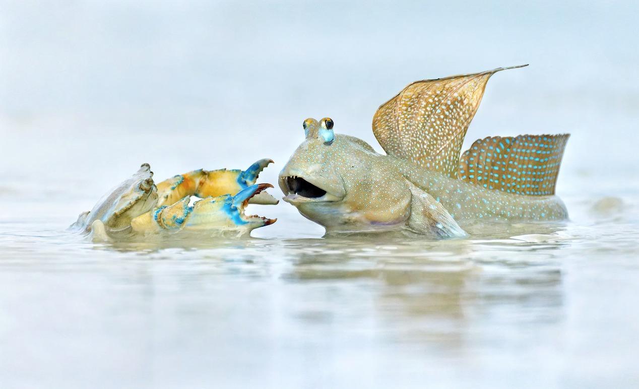 國際野生動物攝影大賽25強作品