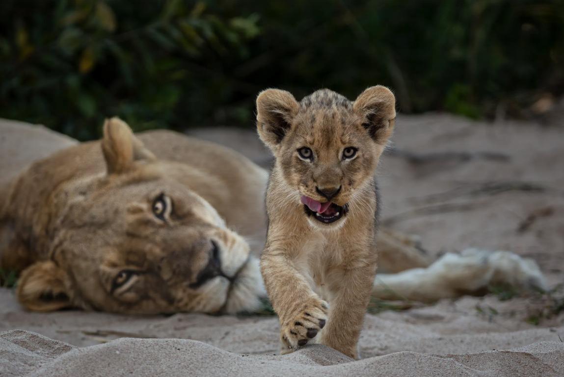 國際野生動物攝影大賽25強作品
