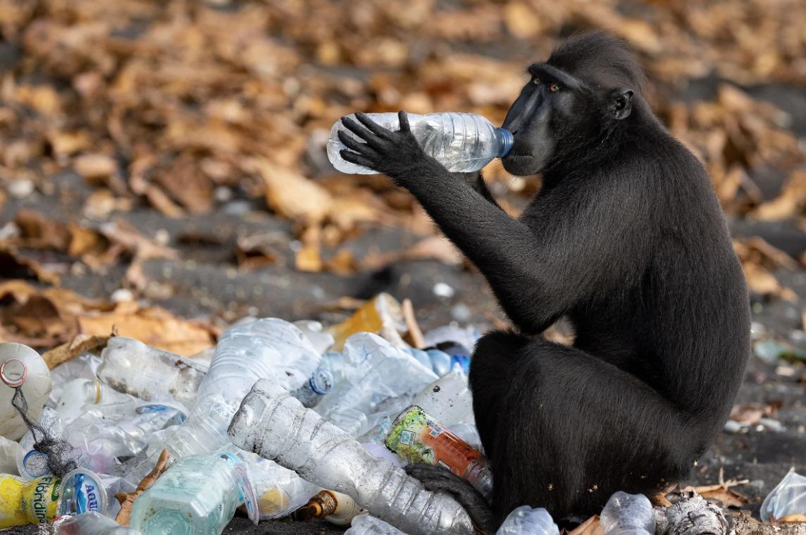 國際野生動物攝影大賽25強作品