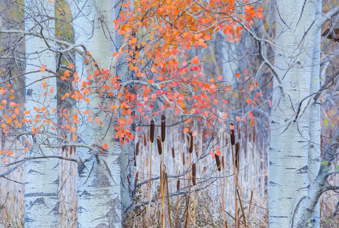 國際野生動物攝影大賽25強作品