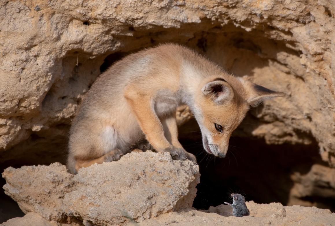 國際野生動物攝影大賽25強作品